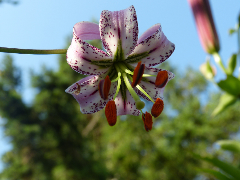 Lilium lankongense.JPG
