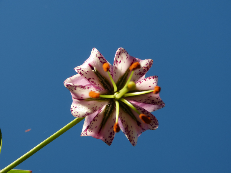 Lilium lankongense.JPG