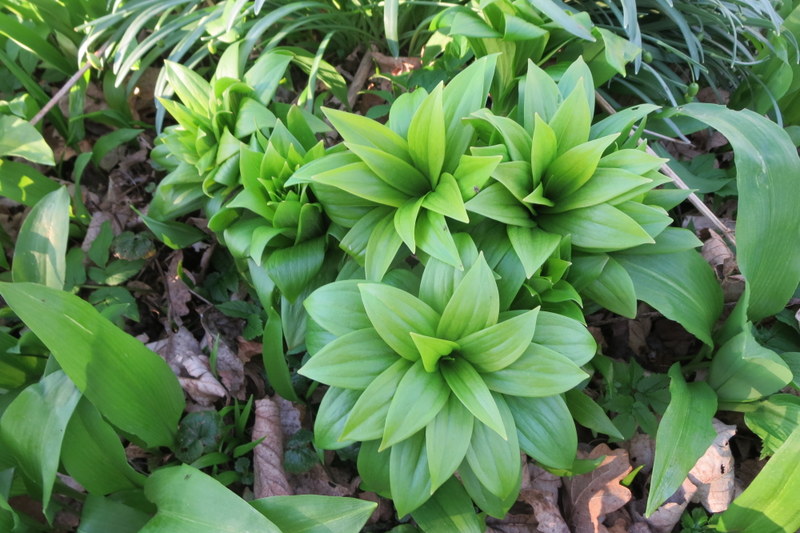 LILIUM  MARTAGON 25-Mar-17 4-29-25 PM.JPG