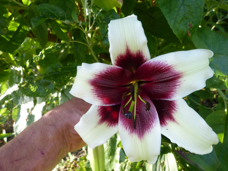 Lilium nepalense Kushi Maya.JPG