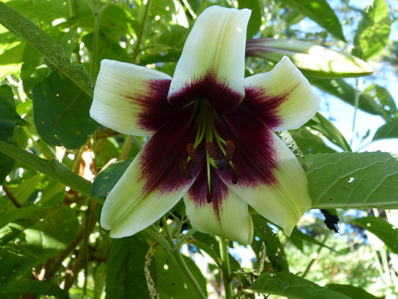 Lilium nepalense Kushi Maya.JPG
