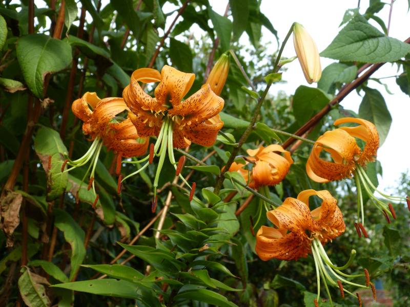 Lillium henryi.JPG