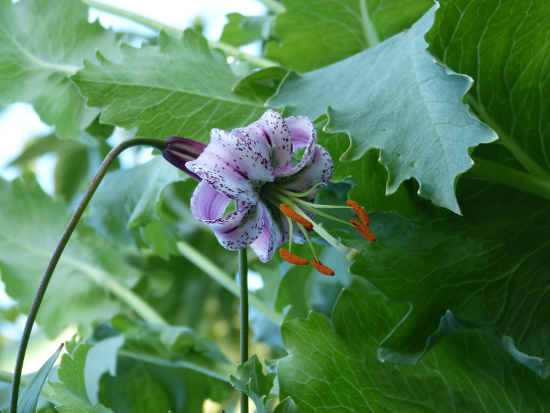 lilum lankongense 1.JPG