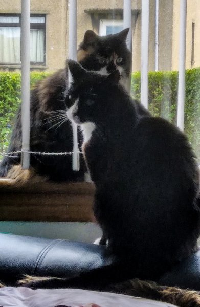 Lily and Toby 26-6-22.jpg