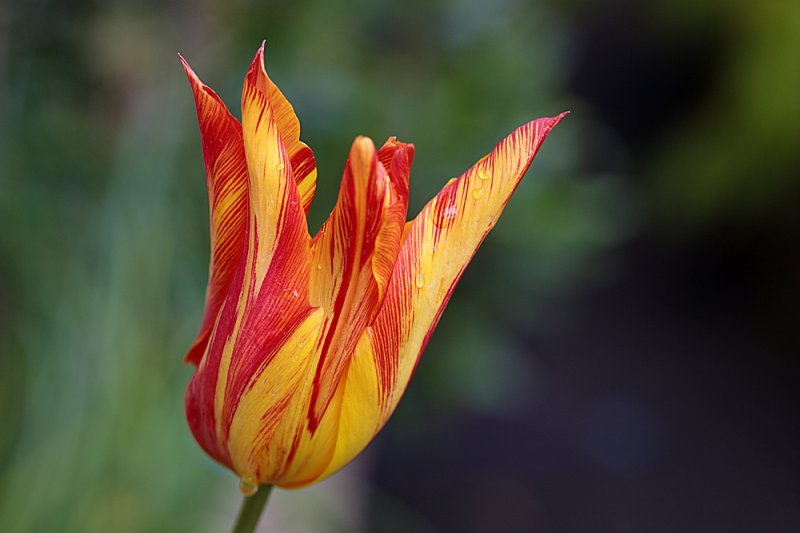 Lily-tulip.jpg