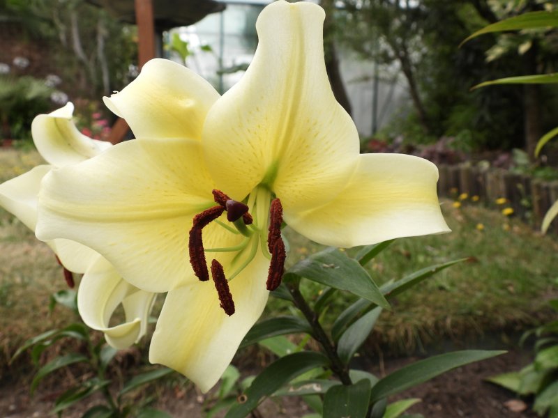 lily yellow.JPG