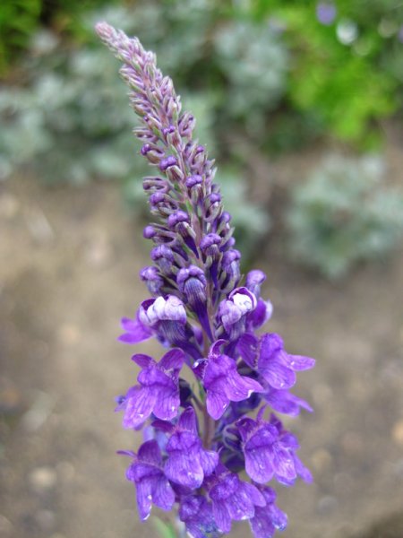 LINARIA  PURPUREA 25-07-2009 17-07-37.JPG