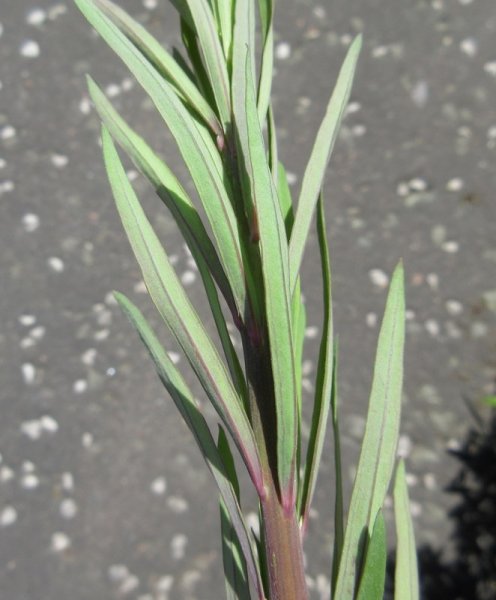 LINARIA  PURPUREA 27-05-2020 11-51-39.JPG
