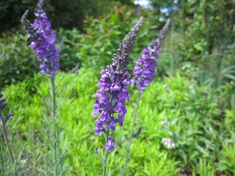 LINARIA  PURPUREA 31-05-2011 15-11-26.JPG
