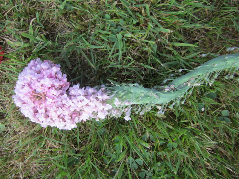 LINARIA  PURPUREA  CANON  WENT  FASCIATED 03-07-2010 18-34-46.JPG