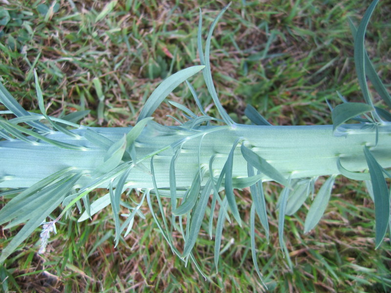 LINARIA  PURPUREA  CANON  WENT  FASCIATED 03-07-2010 18-35-03.JPG