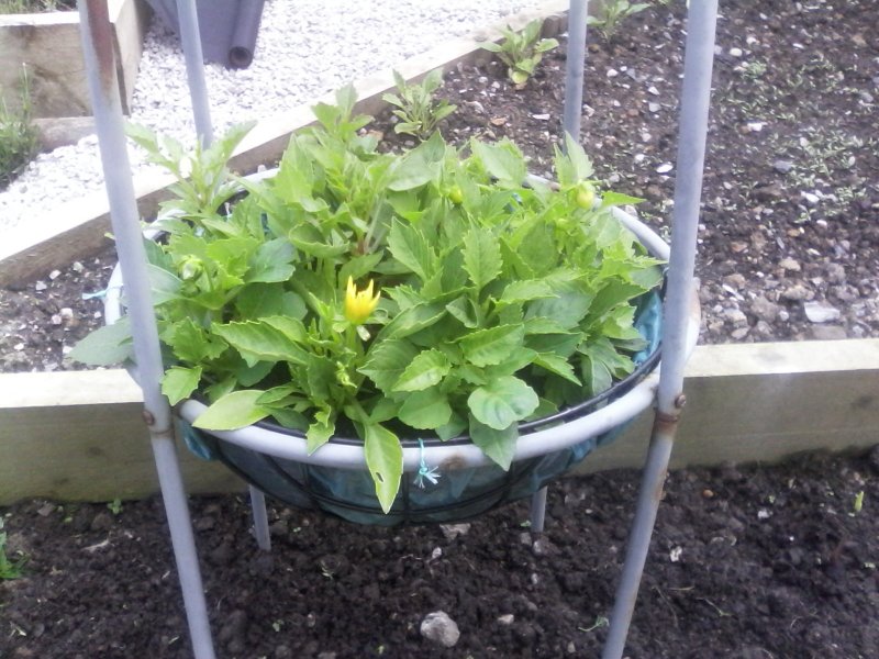 Lined with cardboard.jpg