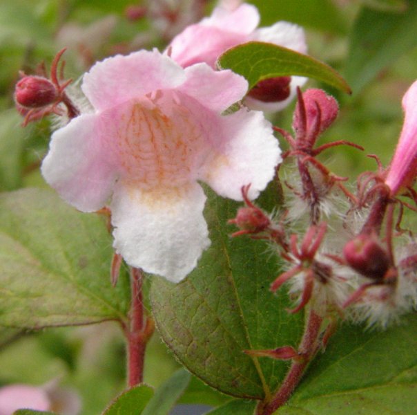 LINNAEA  AMABILIS 04-05-2007 11-03-58.jpg