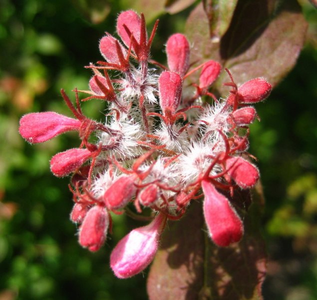 LINNAEA  AMABILIS 07-06-2008 12-53-04.jpg