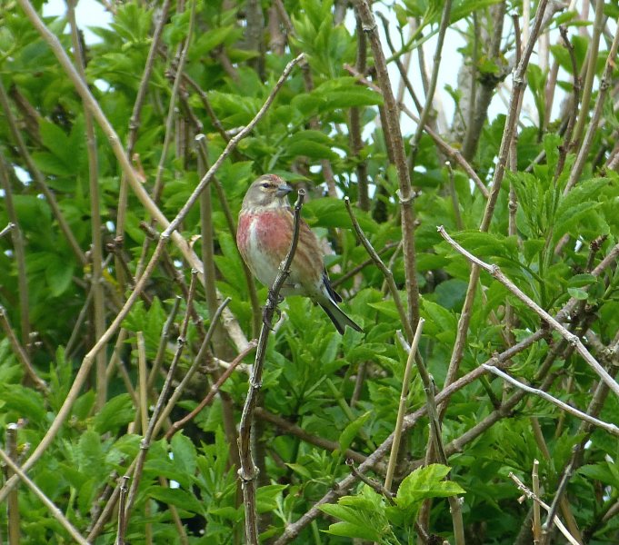 Linnet 2.JPG