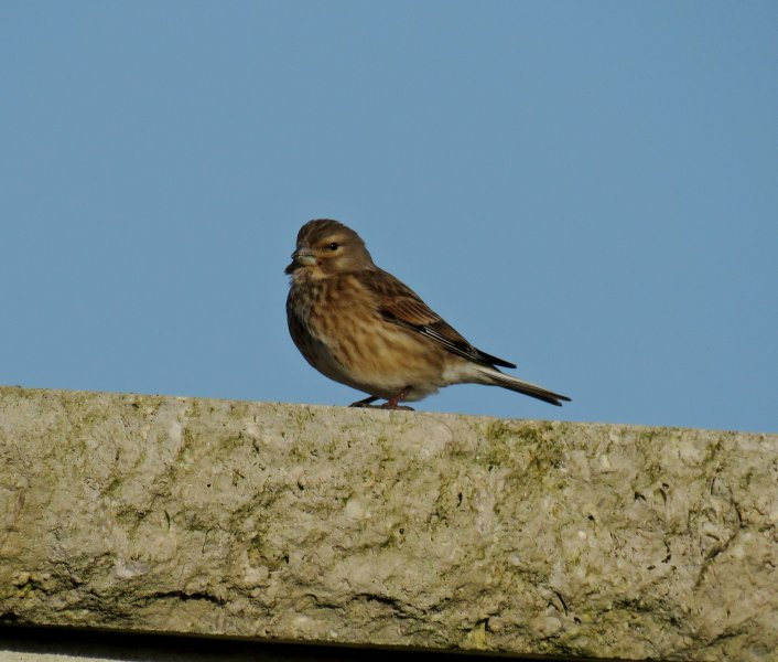 Linnet.JPG