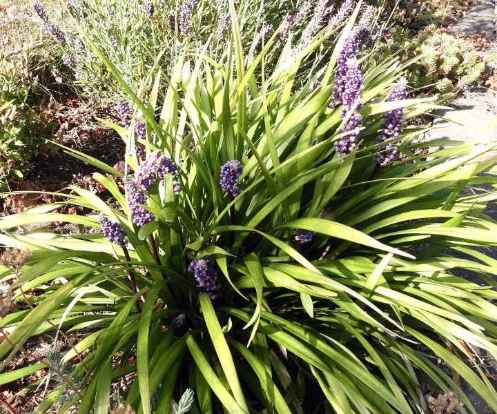 liriope ingwersen.JPG