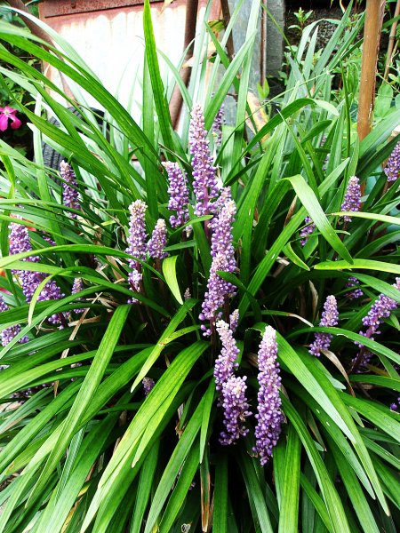 Liriope.JPG