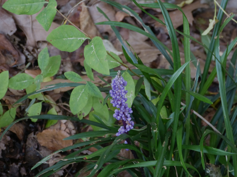 Liriope muscari.JPG