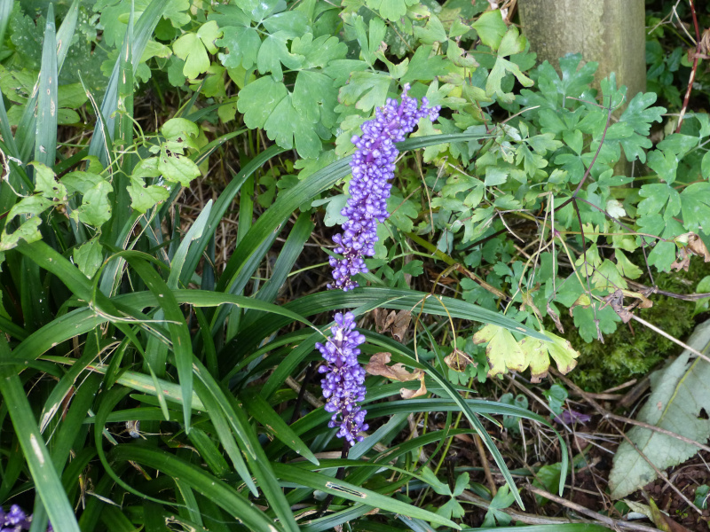 Liriope muscari.JPG
