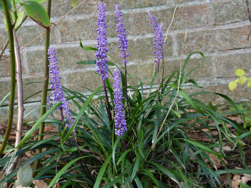 Liriope muscari.JPG