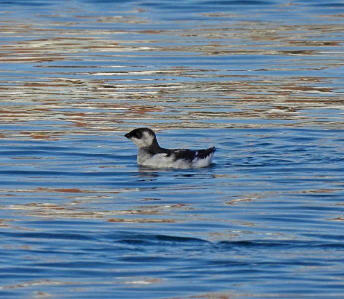 Little Auk  -Weymouth (2).JPG