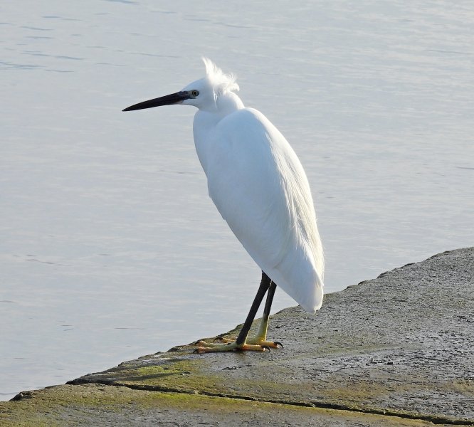 Little Egret.jpg