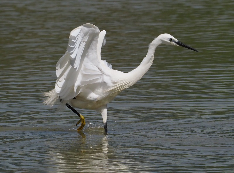 little egret1.jpg