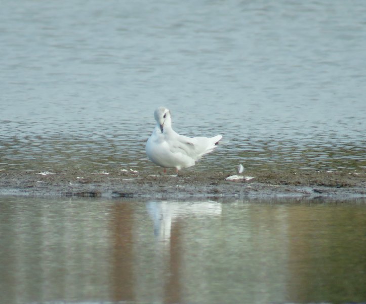 Little Gull 5.JPG