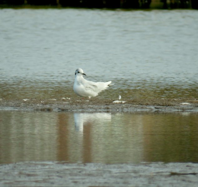 Little Gull 9.JPG