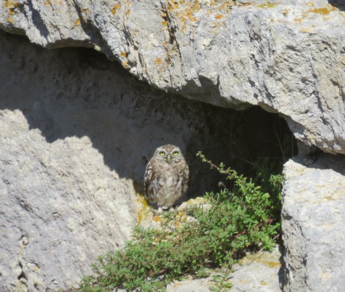 little owl 1.JPG