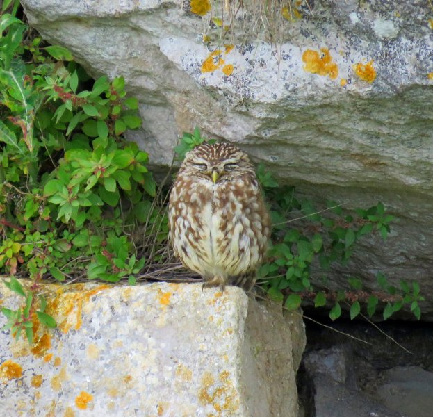little Owl 1.JPG