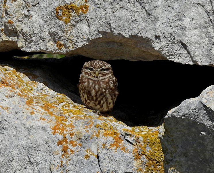 Little Owl 2.JPG