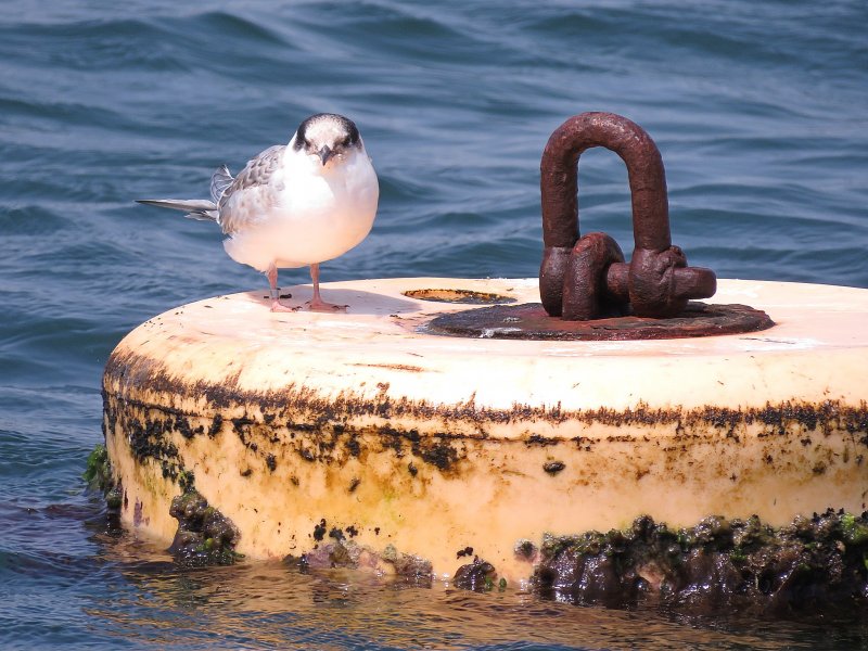 Little Tern 2.jpg