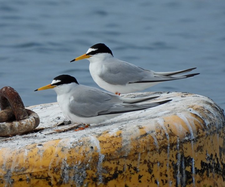 Little Tern  - Ferrybridge (1).JPG
