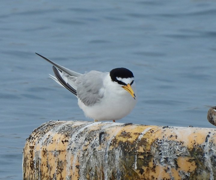Little Tern - Ferrybridge (1).JPG