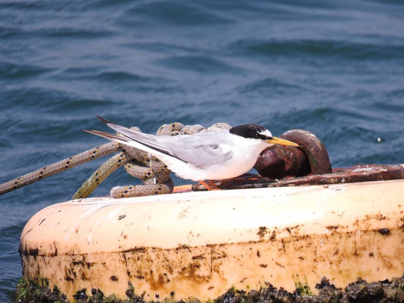 Little Tern1.jpg