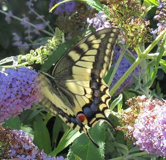 Lizzie's butterfly.jpg