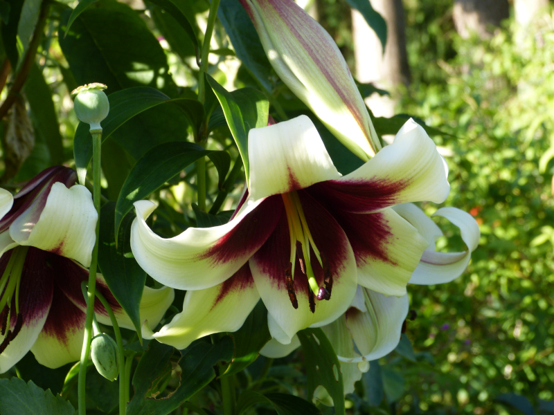 Llilium Kushi Maya .JPG
