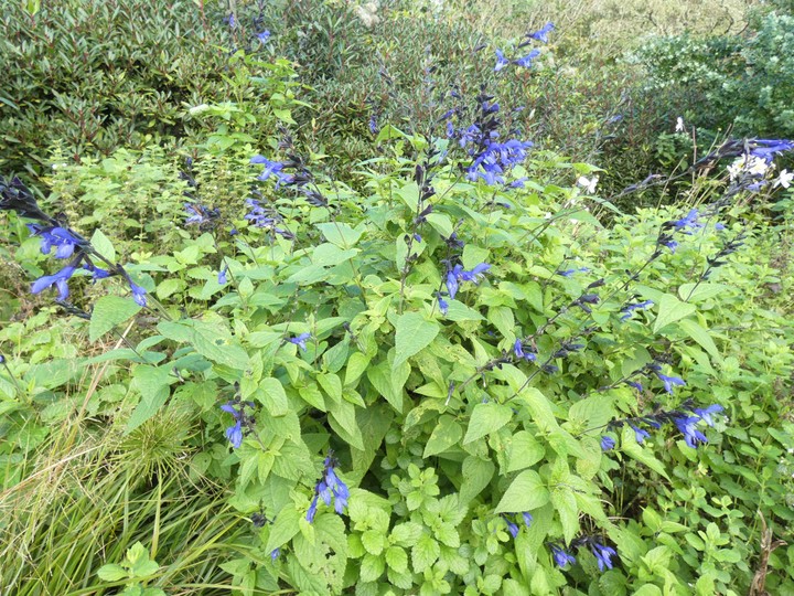 Lobelia blue  01 - small.jpg