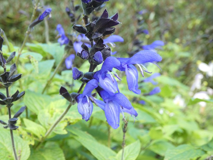 Lobelia blue  02 - small.jpg