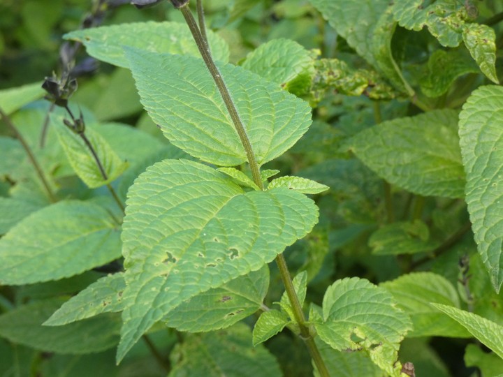 Lobelia blue  03 - small.jpg