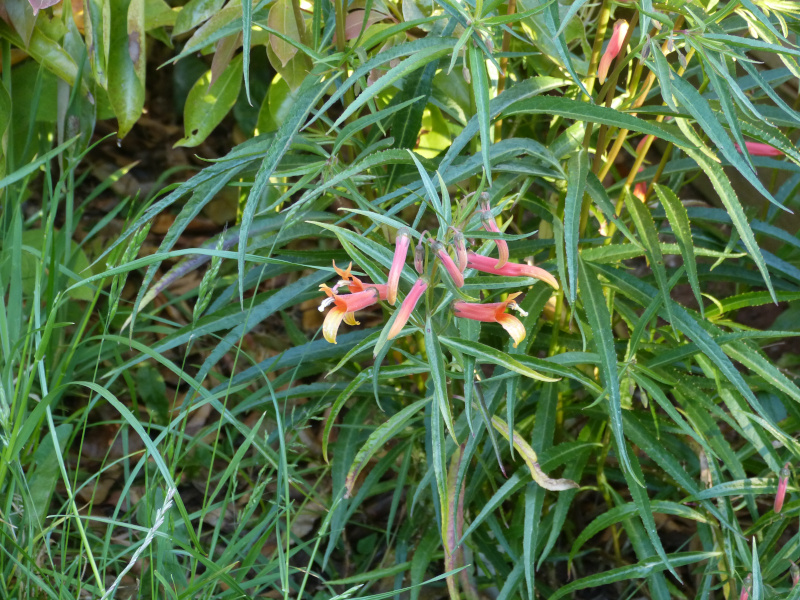 Lobelia laxiflora angustifolia.JPG