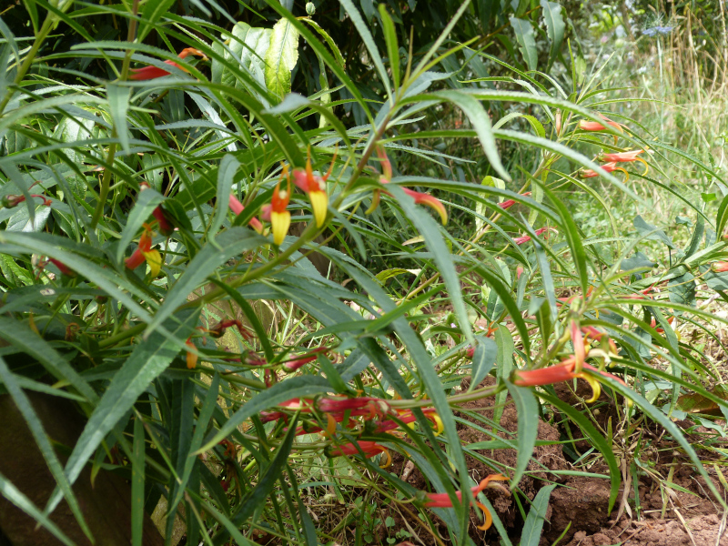 Lobelia laxiflora angustifolia .JPG