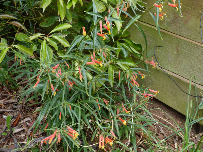 Lobelia laxiflora.JPG