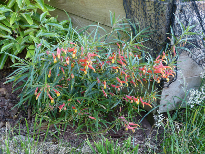 Lobelia laxiiflora angustiifolia 2.JPG