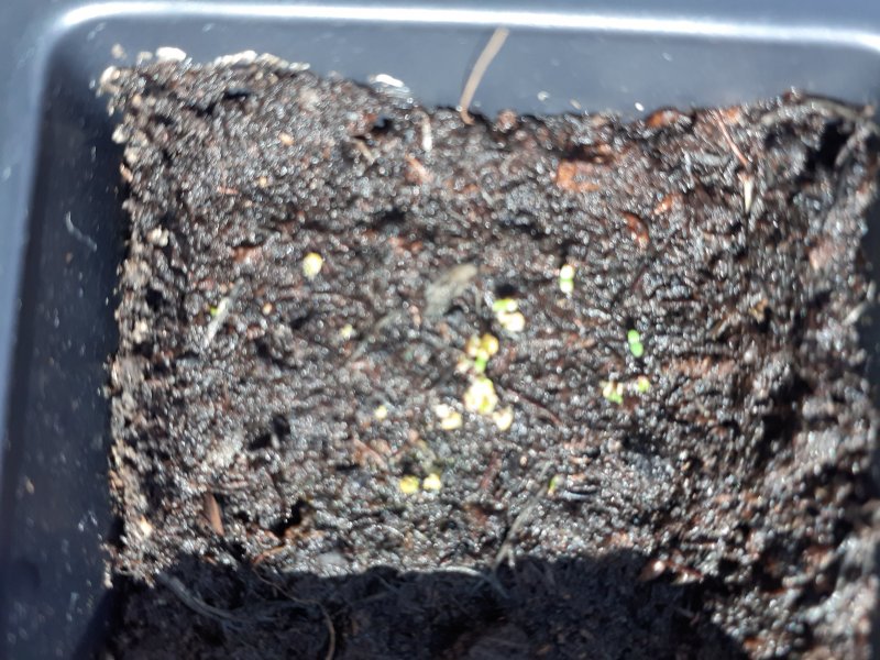 Lobelia sapphire.jpg