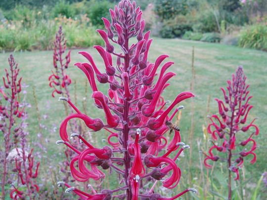 lobelia tupa.jpg