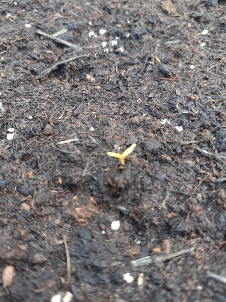 Lobelia White Cascade.jpg