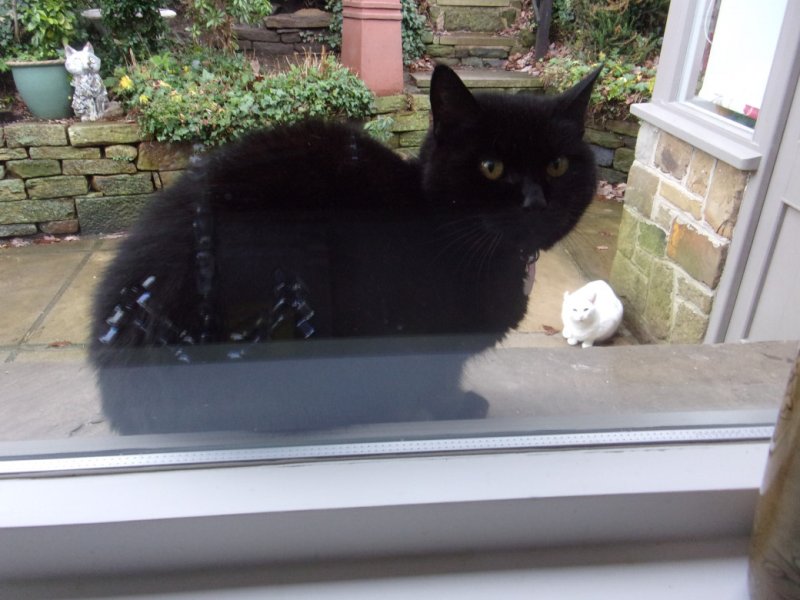 Local moggies_0001.JPG